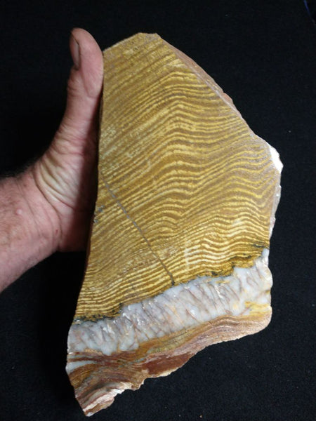 Polished fossil stromatolite. Strelley Pool Formation SPF128