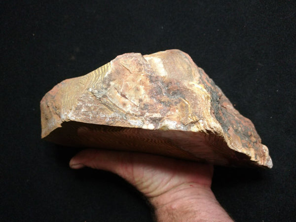 Polished fossil stromatolite. Strelley Pool Formation SPF128