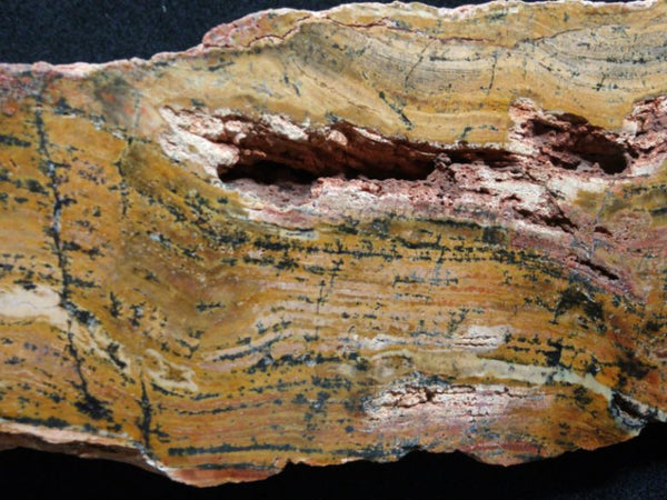 Polished fossil stromatolite. Strelley Pool Formation SPF129