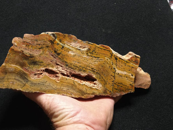 Polished fossil stromatolite. Strelley Pool Formation SPF129