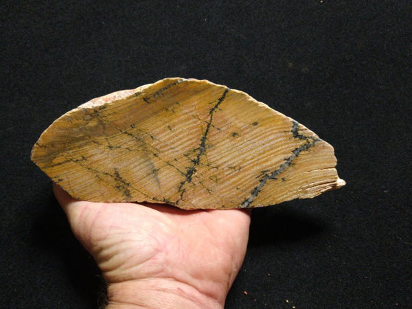 Polished fossil stromatolite. Strelley Pool Formation SPF130