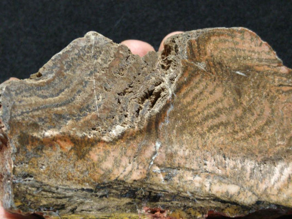 Polished fossil stromatolite. Strelley Pool Formation SPF131