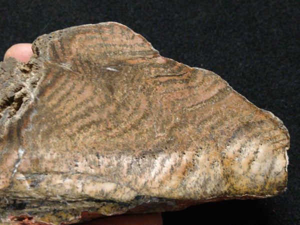 Polished fossil stromatolite. Strelley Pool Formation SPF131