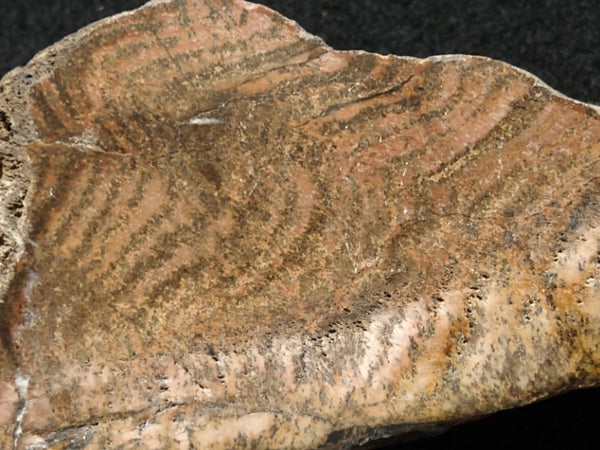 Polished fossil stromatolite. Strelley Pool Formation SPF131