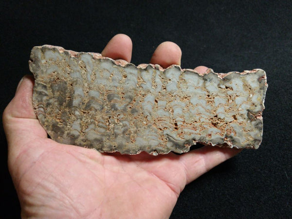 Polished fossil stromatolite. Eucapsiphora leakensis.  EUC150