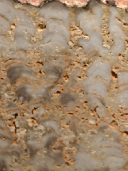 Polished fossil stromatolite. Eucapsiphora leakensis.  EUC150