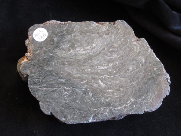 Polished fossil stromatolite. Alcheringa narrina. ALC140