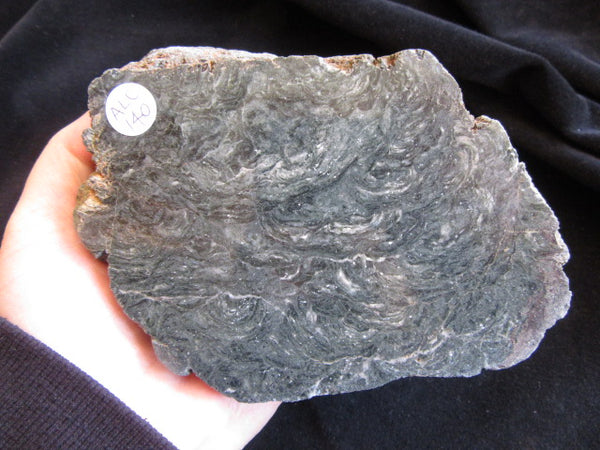 Polished fossil stromatolite. Alcheringa narrina. ALC140