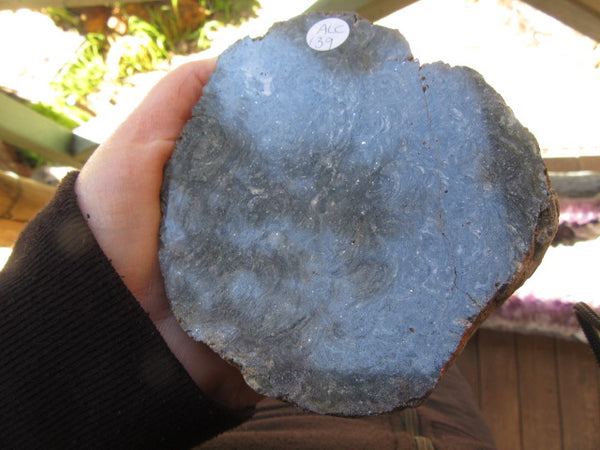 Polished fossil stromatolite. Alcheringa narrina.  ALC139