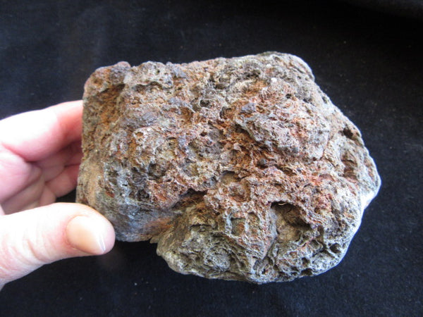 Polished fossil stromatolite. Alcheringa narrina.  ALC139
