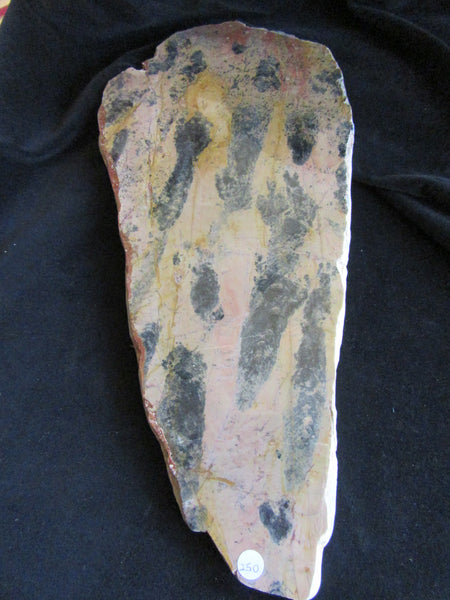 Polished fossil stromatolite. Pilbaria perplexa. PP118.