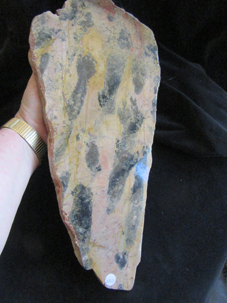 Polished fossil stromatolite. Pilbaria perplexa. PP118.