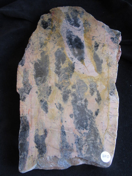 Polished fossil stromatolite. Pilbaria perplexa. PP119.