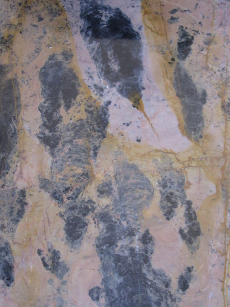 Polished fossil stromatolite. Pilbaria perplexa. PP119.