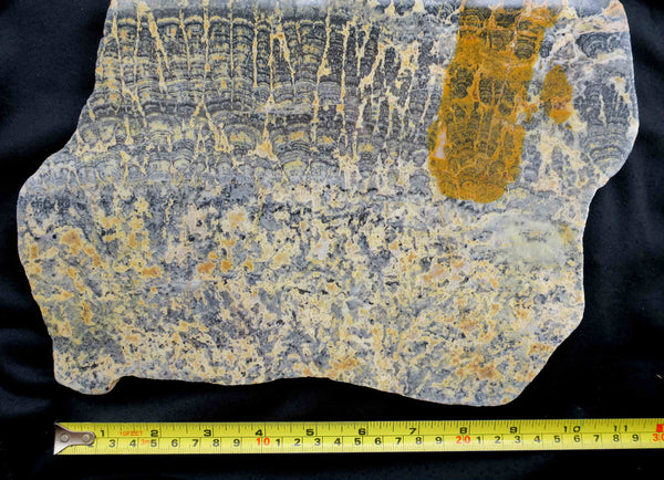 Polished fossil stromatolite. Asperia ashburtonia. ASP125