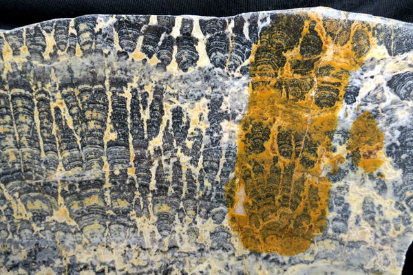 Polished fossil stromatolite. Asperia ashburtonia. ASP125