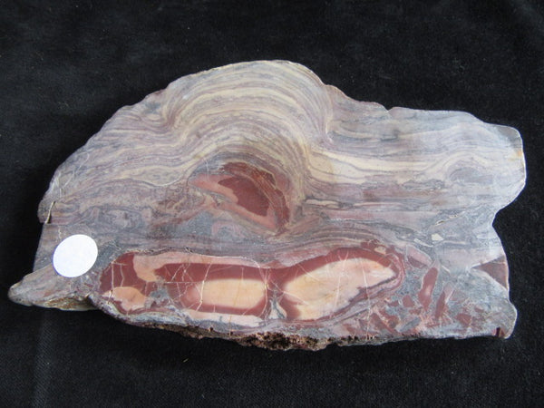 Polished fossil stromatolite. Domal from Irregully formation IRR105