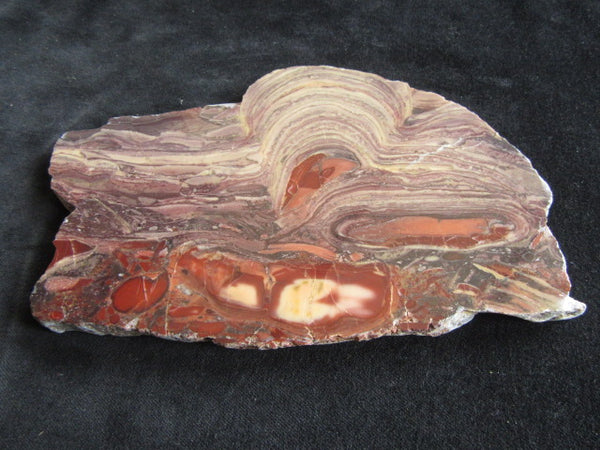 Polished fossil stromatolite. Domal from Irregully formation IRR105