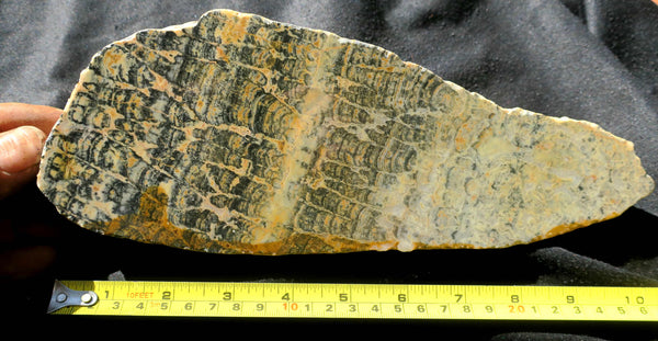 Polished fossil stromatolite. Asperia ashburtonia. ASP130