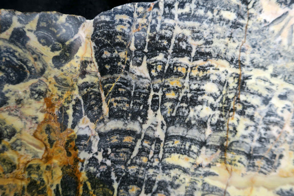 Polished fossil stromatolite. Asperia ashburtonia. ASP131