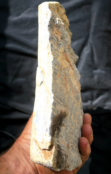 Polished fossil stromatolite. Asperia ashburtonia. ASP131