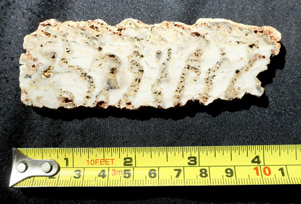 Polished fossil stromatolite. Eucapsiphora leakensis.  EUC135