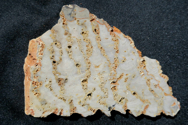 Polished fossil stromatolite. Eucapsiphora leakensis.  EUC136