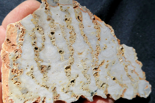 Polished fossil stromatolite. Eucapsiphora leakensis.  EUC136