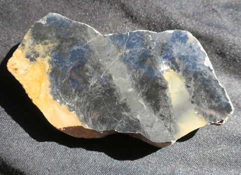 Polished fossil stromatolite. Pilbaria perplexa. PP115.