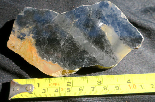 Polished fossil stromatolite. Pilbaria perplexa. PP115.