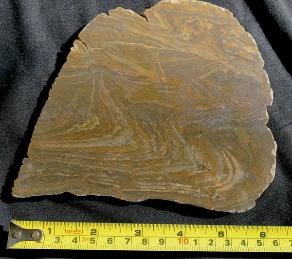 Polished fossil stromatolite . Conophyton garganicum australe.   CPH101.