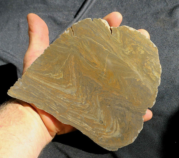 Polished fossil stromatolite . Conophyton garganicum australe.   CPH101.