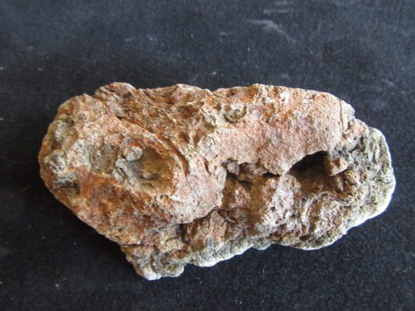 Polished fossil stromatolite. Alcheringa narrina. ALC142