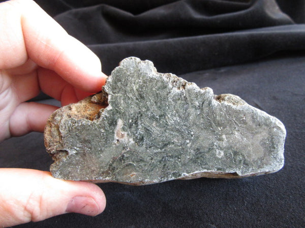 Polished fossil stromatolite. Alcheringa narrina. ALC142