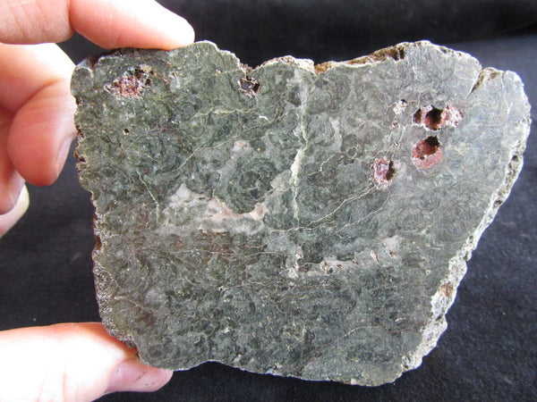 Polished fossil stromatolite. Alcheringa narrina. ALC143