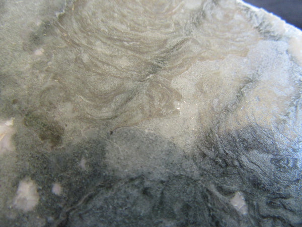 Polished fossil stromatolite. Alcheringa narrina. ALC143