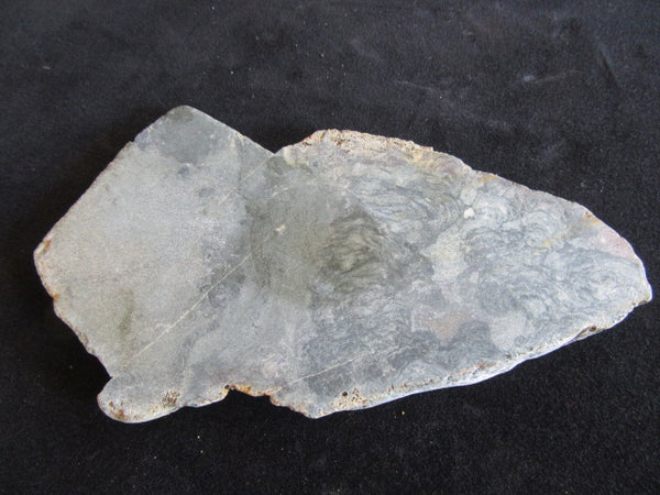 Polished fossil stromatolite. Alcheringa narrina. ALC144