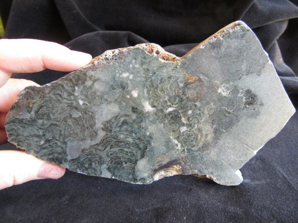 Polished fossil stromatolite. Alcheringa narrina. ALC144