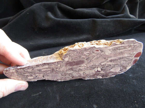 Stromatolitic Dolomite SD155