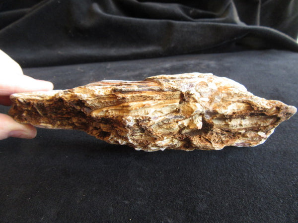 Stromatolitic Dolomite SD155