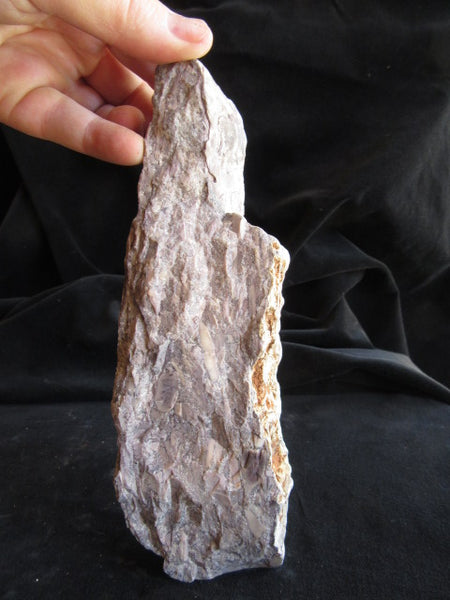 Stromatolitic Dolomite SD154