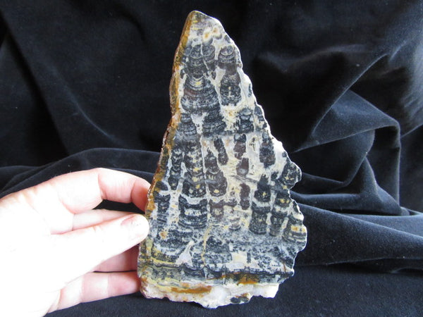 Polished fossil stromatolite. Asperia ashburtonia. ASP142