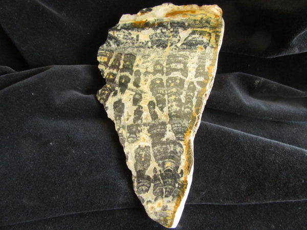 Polished fossil stromatolite. Asperia ashburtonia. ASP142