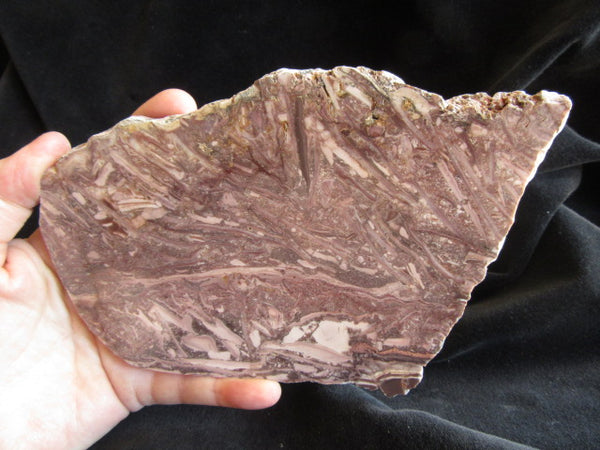 Stromatolitic Dolomite SD156