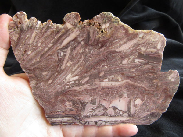 Stromatolitic Dolomite SD157