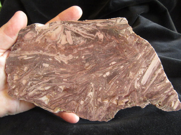 Stromatolitic Dolomite SD159